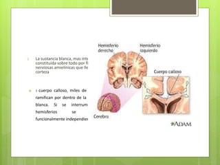 2 La sustancia blanca, mas interna
constituída sobre todo por fibras
nerviosas amielínicas que llegan a la
corteza
 3 cuerpo calloso, miles de fibras se
ramifican por dentro de la sustancia
blanca. Si se interrumpen los
hemisferios se vuelven
funcionalmente independientes
 