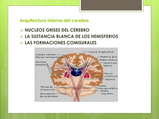 Arquitectura interna del cerebro
 NUCLEOS GRISES DEL CEREBRO
 LA SUSTANCIA BLANCA DE LOS HEMISFERIOS
 LAS FORMACIONES COMISURALES
 