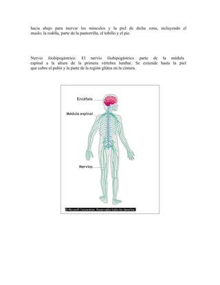 Sistema nervioso humano | DOC