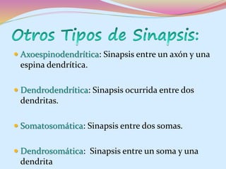 Sistema nervioso humano PPT