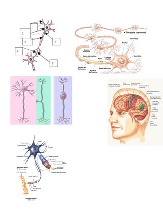 1

    2

        3           6


4



                5
 