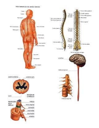 Sistema nervioso imagenes