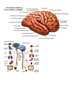 Sistema nervioso imagenes