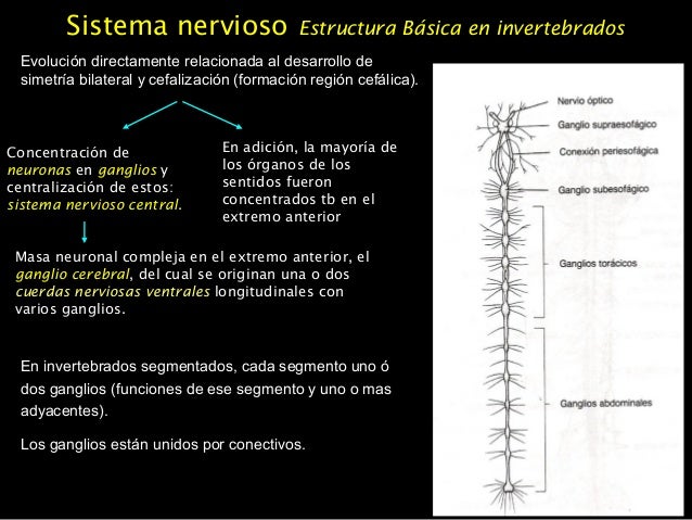 Sistema nervioso insectos y toxicología.