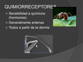 QUIMIORRECEPTORES
 Sensibilidad a químicos
  (hormonas)
 Generalmente antenas
 Todos a partir de la dermis
 
