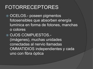FOTORRECEPTORES
 OCELOS.- poseen pigmentos
  fotosensibles que absorben energía
  lumínica en forma de fotones, manchas
  o colores
 OJOS COMPUESTOS.-
  (imágenes), muchas unidades
  conectadas al nervio llamadas
  OMMATIDIOS independientes y cada
  uno con fibra óptica
 
