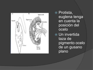  Protista,
  euglena tenga
  en cuenta la
  posición del
  ocelo
 Un invertida
  taza de
  pigmento ocelo
  de un gusano
  plano
 