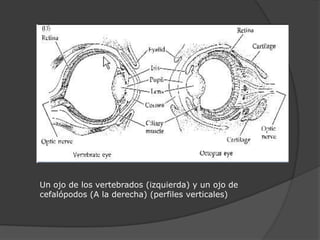 Un ojo de los vertebrados (izquierda) y un ojo de
cefalópodos (A la derecha) (perfiles verticales)
 