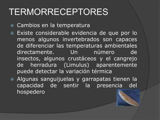 TERMORRECEPTORES
 Cambios en la temperatura
 Existe considerable evidencia de que por lo
  menos algunos invertebrados son capaces
  de diferenciar las temperaturas ambientales
  directamente.        Un      número      de
  insectos, algunos crustáceos y el cangrejo
  de herradura (Limulus) aparentemente
  puede detectar la variación térmica
 Algunas sanguijuelas y garrapatas tienen la
  capacidad de sentir la presencia del
  hospedero
 