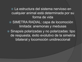   La estructura del sistema nervioso en
   cualquier animal está determinada por su
                   forma de vida
  SIMETRA RADIAL: capa de locomoción
         limitada: anemonas y medusas
 Sinapsis polarizadas y no polarizadas: tipo
  de respuesta, éxito evolutivo de la simetría
      bilateral y locomoción unidireccional
 