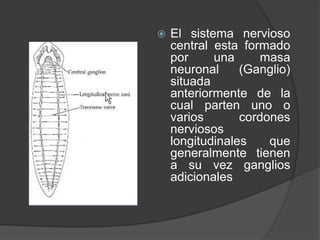    El sistema nervioso
    central esta formado
    por     una      masa
    neuronal     (Ganglio)
    situada
    anteriormente de la
    cual parten uno o
    varios       cordones
    nerviosos
    longitudinales    que
    generalmente tienen
    a su vez ganglios
    adicionales
 