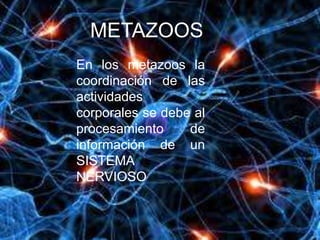 METAZOOS
En los metazoos la
coordinación de las
actividades
corporales se debe al
procesamiento     de
información de un
SISTEMA
NERVIOSO
 