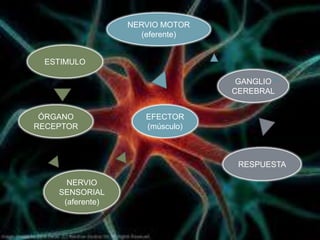 NERVIO MOTOR
                     (eferente)


 ESTIMULO

                                   GANGLIO
                                  CEREBRAL


 ÓRGANO              EFECTOR
RECEPTOR             (músculo)



                                   RESPUESTA

      NERVIO
    SENSORIAL
     (aferente)
 