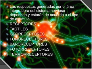  Las respuestas generadas por el área
  integradora del sistema nervioso
  dependen y estarán de acuerdo a el tipo
  de estímulo
 RECEPTORES
 TACTILES
 GEORECEPTORES
 FONORECEOTORES
 BARORECEPTORES
 FOTORRECEPTORES
 TERMORRECEPTORES
 