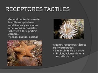 RECEPTORES TACTILES
Generalmente derivan de
las células epiteliales
modificadas y asociadas
a neuronas sensoriales
salientes a la superficie
corporal.
*Sedas, quetas, espinas


                            Algunos receptores táctiles
                            de invertebrados
                            - Las espinas de un erizo
                            - Prolongaciones de una
                               estrella de mar
 