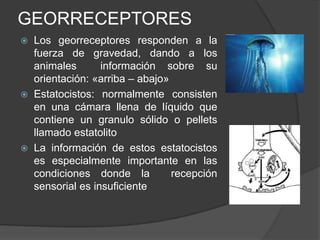 GEORRECEPTORES
   Los georreceptores responden a la
    fuerza de gravedad, dando a los
    animales       información sobre su
    orientación: «arriba – abajo»
   Estatocistos: normalmente consisten
    en una cámara llena de líquido que
    contiene un granulo sólido o pellets
    llamado estatolito
   La información de estos estatocistos
    es especialmente importante en las
    condiciones donde la          recepción
    sensorial es insuficiente
 