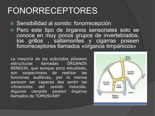 FONORRECEPTORES
   Sensibilidad al sonido: fonorrecepción
   Pero este tipo de órganos sensoriales solo se
    conoce en muy pocos grupos de invertebrados,
    los grillos , saltamontes y cigarras poseen
    fonorreceptores llamados «órganos timpánicos»

La mayoría de los arácnidos p0oseen
estructuras   llamadas    ÓRGANOS
RENDIJA, que aunque poco estudiado,
son sospechosos de realizar las
funciones auditivas, por lo menos
parecen ser capaces des sentir las
vibraciones  del   sonido  inducido.
Algunos cienpiés poseen órganos
llamados de TOMOSVARY
 