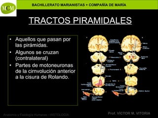 Anatomía y Fisiología Humanas - HISTOLOGÍA
BACHILLERATO MARIANISTAS + COMPAÑÍA DE MARÍA
Prof. VÍCTOR M. VITORIA
TRACTOS PIRAMIDALES
• Aquellos que pasan por
las pirámidas.
• Algunos se cruzan
(contralateral)
• Partes de motoneuronas
de la cirnvolución anterior
a la cisura de Rolando.
 