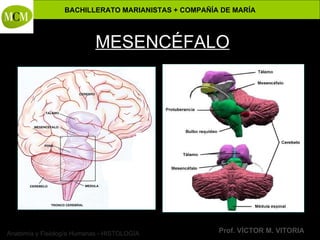 Anatomía y Fisiología Humanas - HISTOLOGÍA
BACHILLERATO MARIANISTAS + COMPAÑÍA DE MARÍA
Prof. VÍCTOR M. VITORIA
MESENCÉFALO
 