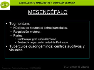 Anatomía y Fisiología Humanas - HISTOLOGÍA
BACHILLERATO MARIANISTAS + COMPAÑÍA DE MARÍA
Prof. VÍCTOR M. VITORIA
MESENCÉFALO
• Tegmentum:
• Núcleos de neuronas extrapiramidales.
• Regulación motora.
• Partes:
• Núcleo rojo: gran vascularización.
• Sustancia negra: enfermedad de Parkinson.
• Tubérculos cuadrigéminos: centros auditivos y
visuales.
 