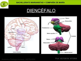 Anatomía y Fisiología Humanas - HISTOLOGÍA
BACHILLERATO MARIANISTAS + COMPAÑÍA DE MARÍA
Prof. VÍCTOR M. VITORIA
DIENCÉFALO
 