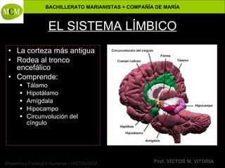 Anatomía y Fisiología Humanas - HISTOLOGÍA
BACHILLERATO MARIANISTAS + COMPAÑÍA DE MARÍA
Prof. VÍCTOR M. VITORIA
EL SISTEMA LÍMBICO
• La corteza más antigua
• Rodea al tronco
encefálico
• Comprende:
 Tálamo
 Hipotálamo
 Amígdala
 Hipocampo
 Circunvolución del
cíngulo
 