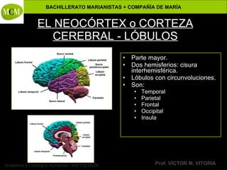 Anatomía y Fisiología Humanas - HISTOLOGÍA
BACHILLERATO MARIANISTAS + COMPAÑÍA DE MARÍA
Prof. VÍCTOR M. VITORIA
EL NEOCÓRTEX o CORTEZA
CEREBRAL - LÓBULOS
• Parte mayor.
• Dos hemisferios: cisura
interhemisférica.
• Lóbulos con circunvoluciones.
• Son:
• Temporal
• Parietal
• Frontal
• Occipital
• Insula
 