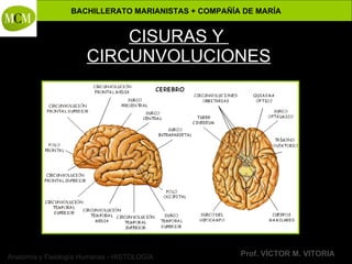 Anatomía y Fisiología Humanas - HISTOLOGÍA
BACHILLERATO MARIANISTAS + COMPAÑÍA DE MARÍA
Prof. VÍCTOR M. VITORIA
CISURAS Y
CIRCUNVOLUCIONES
 