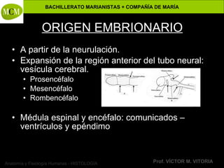 Anatomía y Fisiología Humanas - HISTOLOGÍA
BACHILLERATO MARIANISTAS + COMPAÑÍA DE MARÍA
Prof. VÍCTOR M. VITORIA
ORIGEN EMBRIONARIO
• A partir de la neurulación.
• Expansión de la región anterior del tubo neural:
vesícula cerebral.
• Prosencéfalo
• Mesencéfalo
• Rombencéfalo
• Médula espinal y encéfalo: comunicados –
ventrículos y epéndimo
 