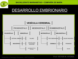 Anatomía y Fisiología Humanas - HISTOLOGÍA
BACHILLERATO MARIANISTAS + COMPAÑÍA DE MARÍA
Prof. VÍCTOR M. VITORIA
DESARROLLO EMBRIONARIO
VESÍCULA CEREBRAL
PROSENCÉFALO MESENCEFALO ROMBENCÉFALO
TELENCÉFALO DIENCÉFALO METENCÉFALO MIELENCÉFALO
BULBO RAQUÍDEO
PIRÁMIDES
OLIVA
PROTUBERANCIA
CEREBELO
TALAMO
HIPOTÁLAMO
HIPÓFISIS
QUIASMA ÓPTICO
EPIFISIS
SISTEMA LÍMBICO
NEOCÓRTEX
 