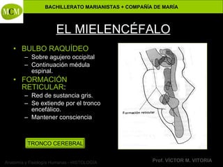 Anatomía y Fisiología Humanas - HISTOLOGÍA
BACHILLERATO MARIANISTAS + COMPAÑÍA DE MARÍA
Prof. VÍCTOR M. VITORIA
EL MIELENCÉFALO
• BULBO RAQUÍDEO
– Sobre agujero occipital
– Continuación médula
espinal.
• FORMACIÓN
RETICULAR:
– Red de sustancia gris.
– Se extiende por el tronco
encefálico.
– Mantener consciencia
TRONCO CEREBRAL
 