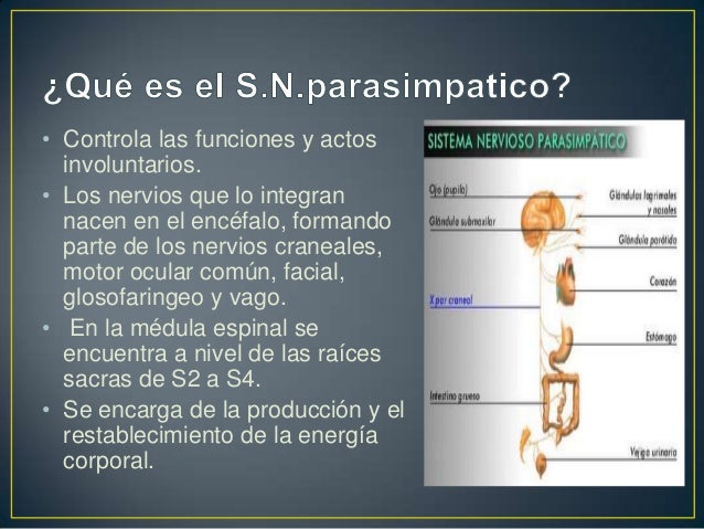 Sistema Nervioso Parasimpatico