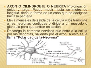    AXON O CILINDROEJE O NEURITA Prolongación
    única y larga. Puede medir hasta un metro de
    longitud. tiene la forma de un cono que se adelgaza
    hacia la periferia
   Lleva mensajes de salida de la célula y los transmite
    a las neuronas contiguas o dirige a un musculo o
    glándula para que entren en acción.
   Descarga la corriente nerviosa que entro a la célula
    por las dendritas, saliendo por el axón. A esto se le
    llama “Polaridad de la Neurona”
 