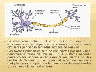    La membrana celular del axón recibe el nombre de
    axonema y en su superficie se observan constricciones
    circulares periódicas llamadas nódulos de Ranvier.
   Los axones pueden estar o no recubiertos por una vaina,
    denominada vaina de mielina. En el sistema nervioso
    periférico los axones están siempre recubiertos por las
    células de Schwann, que rodean al axón con una capa
    múltiple formada a partir de la membrana de estas células
    y constituyen la vaina de mielina.
 