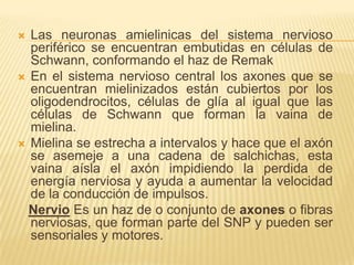  Las neuronas amielinicas del sistema nervioso
  periférico se encuentran embutidas en células de
  Schwann, conformando el haz de Remak
 En el sistema nervioso central los axones que se
  encuentran mielinizados están cubiertos por los
  oligodendrocitos, células de glía al igual que las
  células de Schwann que forman la vaina de
  mielina.
 Mielina se estrecha a intervalos y hace que el axón
  se asemeje a una cadena de salchichas, esta
  vaina aísla el axón impidiendo la perdida de
  energía nerviosa y ayuda a aumentar la velocidad
  de la conducción de impulsos.
  Nervio Es un haz de o conjunto de axones o fibras
  nerviosas, que forman parte del SNP y pueden ser
  sensoriales y motores.
 