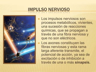 IMPULSO NERVIOSO
      Los impulsos nerviosos son
       procesos metabólicos, vivientes,
       una sucesión de reacciones
       químicas, que se propagan a
       través de una fibra nerviosa y
       que no son eléctricos.
      Los axones constituyen las
       fibras nerviosas y esta rama
       larga aferente transmite, el
       potencial de acción, ya sea de
       excitación o de inhibición a
       través de una o más sinapsis.
 