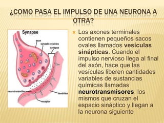 ¿COMO PASA EL IMPULSO DE UNA NEURONA A
                 OTRA?
                   Los axones terminales
                    contienen pequeños sacos
                    ovales llamados vesículas
                    sinápticas. Cuando el
                    impulso nervioso llega al final
                    del axón, hace que las
                    vesículas liberen cantidades
                    variables de sustancias
                    químicas llamadas
                    neurotransmisores los
                    mismos que cruzan el
                    espacio sináptico y llegan a
                    la neurona siguiente
 