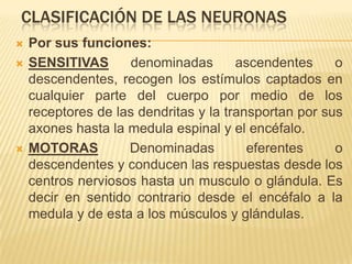 CLASIFICACIÓN DE LAS NEURONAS
   Por sus funciones:
   SENSITIVAS       denominadas       ascendentes     o
    descendentes, recogen los estímulos captados en
    cualquier parte del cuerpo por medio de los
    receptores de las dendritas y la transportan por sus
    axones hasta la medula espinal y el encéfalo.
   MOTORAS         Denominadas          eferentes     o
    descendentes y conducen las respuestas desde los
    centros nerviosos hasta un musculo o glándula. Es
    decir en sentido contrario desde el encéfalo a la
    medula y de esta a los músculos y glándulas.
 