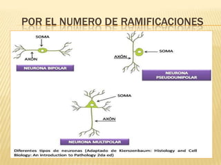 POR EL NUMERO DE RAMIFICACIONES
 