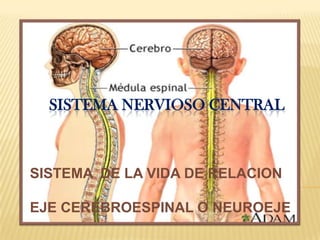 SISTEMA NERVIOSO CENTRAL



SISTEMA DE LA VIDA DE RELACION

EJE CEREBROESPINAL O NEUROEJE
 