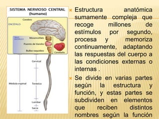    Estructura        anatómica
    sumamente compleja que
    recoge      millones       de
    estímulos por segundo,
    procesa y         memoriza
    continuamente, adaptando
    las respuestas del cuerpo a
    las condiciones externas o
    internas .
   Se divide en varias partes
    según la estructura y
    función, y estas partes se
    subdividen en elementos
    que     reciben     distintos
    nombres según la función
 