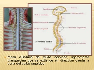    Masa cilíndrica de tejido nervioso, ligeramente
    blanquecina que se extiende en dirección caudal a
    partir del bulbo raquídeo.
 