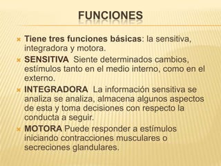 FUNCIONES

   Tiene tres funciones básicas: la sensitiva,
    integradora y motora.
   SENSITIVA Siente determinados cambios,
    estímulos tanto en el medio interno, como en el
    externo.
   INTEGRADORA La información sensitiva se
    analiza se analiza, almacena algunos aspectos
    de esta y toma decisiones con respecto la
    conducta a seguir.
   MOTORA Puede responder a estímulos
    iniciando contracciones musculares o
    secreciones glandulares.
 