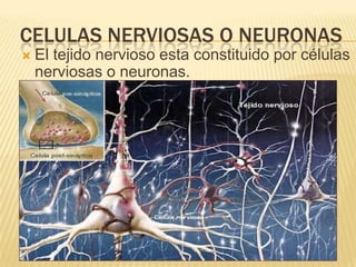 CELULAS NERVIOSAS O NEURONAS
   El tejido nervioso esta constituido por células
    nerviosas o neuronas.
 