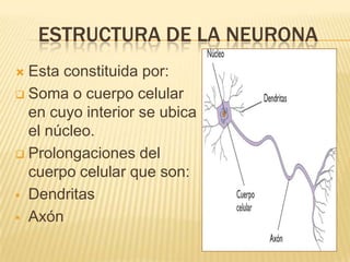 ESTRUCTURA DE LA NEURONA
 Esta constituida por:
 Soma o cuerpo celular
  en cuyo interior se ubica
  el núcleo.
 Prolongaciones del
  cuerpo celular que son:
 Dendritas

 Axón
 