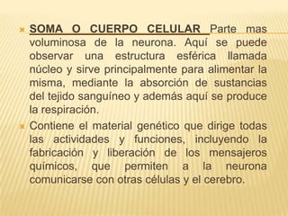    SOMA O CUERPO CELULAR Parte mas
    voluminosa de la neurona. Aquí se puede
    observar una estructura esférica llamada
    núcleo y sirve principalmente para alimentar la
    misma, mediante la absorción de sustancias
    del tejido sanguíneo y además aquí se produce
    la respiración.
   Contiene el material genético que dirige todas
    las actividades y funciones, incluyendo la
    fabricación y liberación de los mensajeros
    químicos, que permiten a la neurona
    comunicarse con otras células y el cerebro.
 