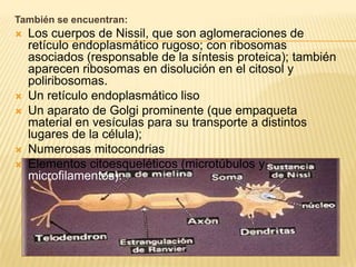 También se encuentran:
   Los cuerpos de Nissil, que son aglomeraciones de
    retículo endoplasmático rugoso; con ribosomas
    asociados (responsable de la síntesis proteica); también
    aparecen ribosomas en disolución en el citosol y
    poliribosomas.
   Un retículo endoplasmático liso
   Un aparato de Golgi prominente (que empaqueta
    material en vesículas para su transporte a distintos
    lugares de la célula);
   Numerosas mitocondrias
   Elementos citoesqueléticos (microtúbulos y
    microfilamentos).
 