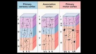 Comprehensive Histology of the Central Nervous System: Structure and ...