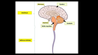 Comprehensive Histology of the Central Nervous System: Structure and ...
