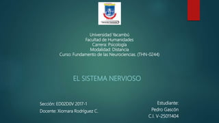 Universidad Yacambú
Facultad de Humanidades
Carrera: Psicología
Modalidad: Distancia
Curso: Fundamento de las Neurociencias. (THN-0244)
EL SISTEMA NERVIOSO
Estudiante:
Pedro Gascón
C.I. V-25011404
Sección: ED02D0V 2017-1
Docente: Xiomara Rodríguez C.
 